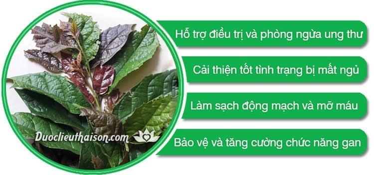 Cây xạ đen